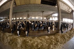 Fisheye photo of dairy farm cows eating hay.