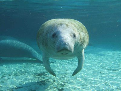 Florida manatee hovers underwater and stares at camera