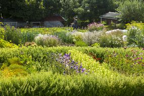 flowers and vegetables in the organic Argyll hotel garden on Iona, off Mull, Scotland, UK.