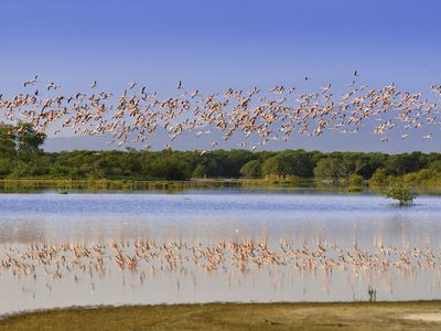 Flying flamingos in a Tropical wildlife reserve