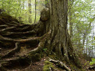 close shot of majestic tree trunk in forest