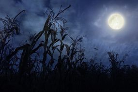 full moon above cornfield