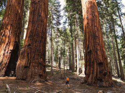 Hiker walking between giant sequoia trees