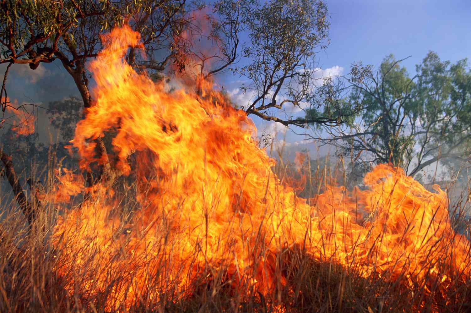 A close-up view of wind-blown wildfire flames