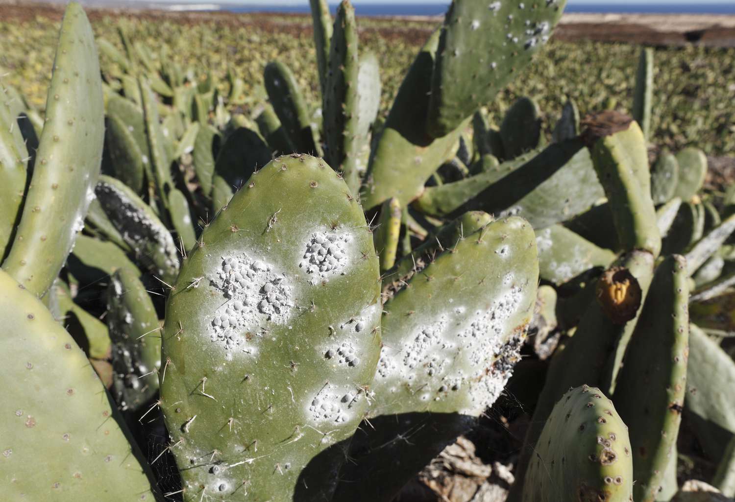 Carmine farming on prickly pear cactus