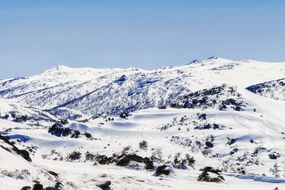 The Snowy Mountains of Australia covered in pure white snow with a few small brown plants peeking up under a blue sky