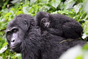 A baby mountain gorilla in Bwindi Impenetrable Forest, Uganda, clings to its mother amid the dense vegetation.