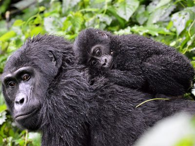 A baby mountain gorilla in Bwindi Impenetrable Forest, Uganda, clings to its mother amid the dense vegetation.