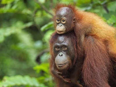A Bornean orangutan female and her baby in Indonesia