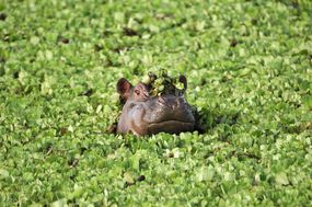 Wild hippo in a patch of water lettuce