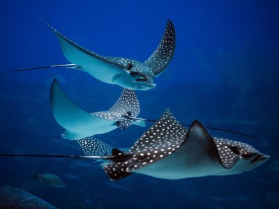 A group of stingrays in the ocean