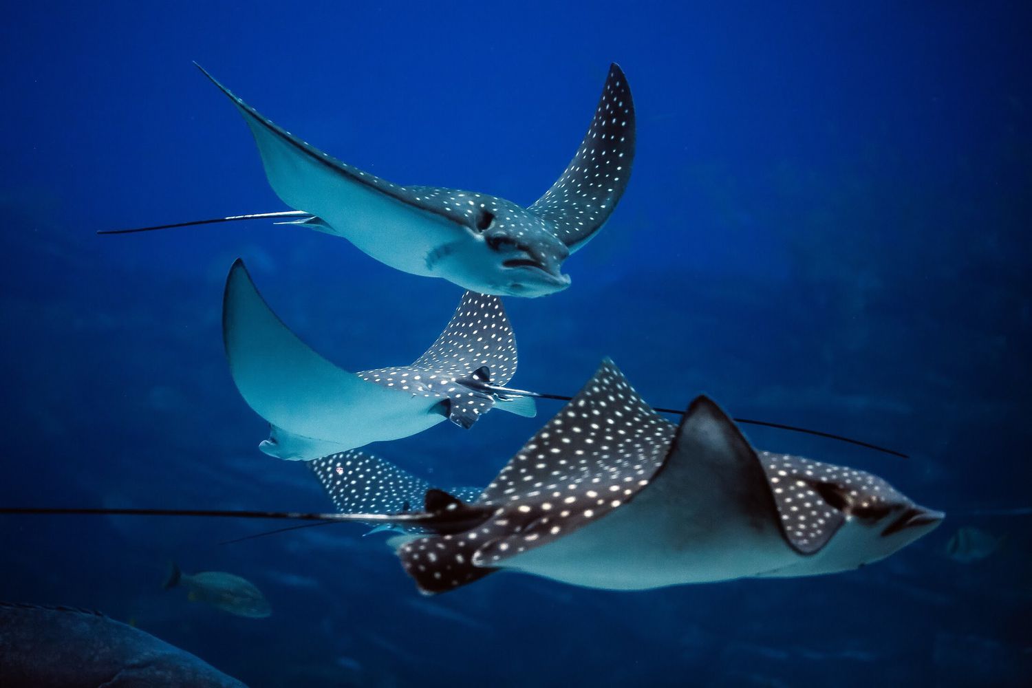 A group of stingrays in the ocean
