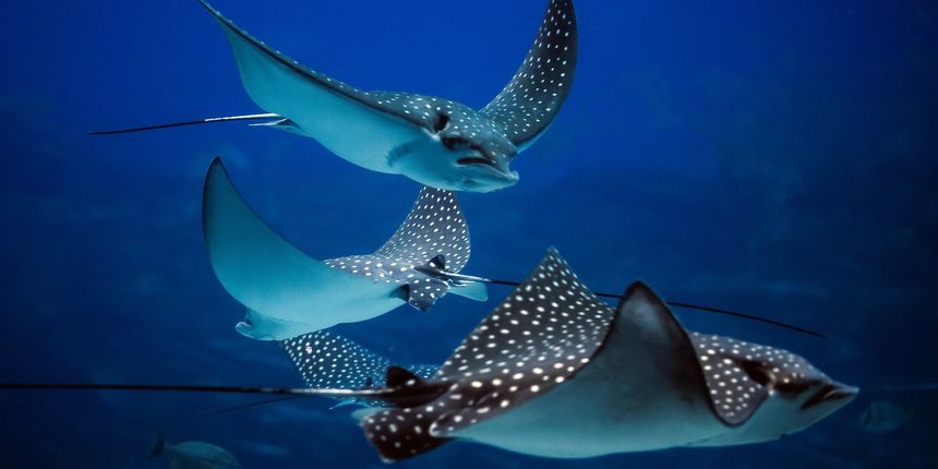 A group of stingrays in the ocean