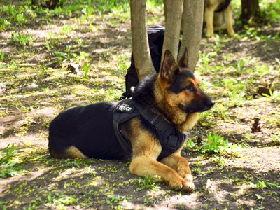 A police dog awaiting orders