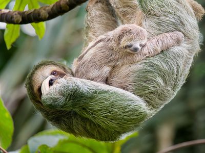 Mother and baby three-toed sloth in tree