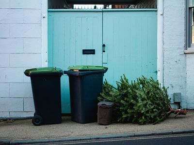 old Christmas tree set out next to garbage cans for collection