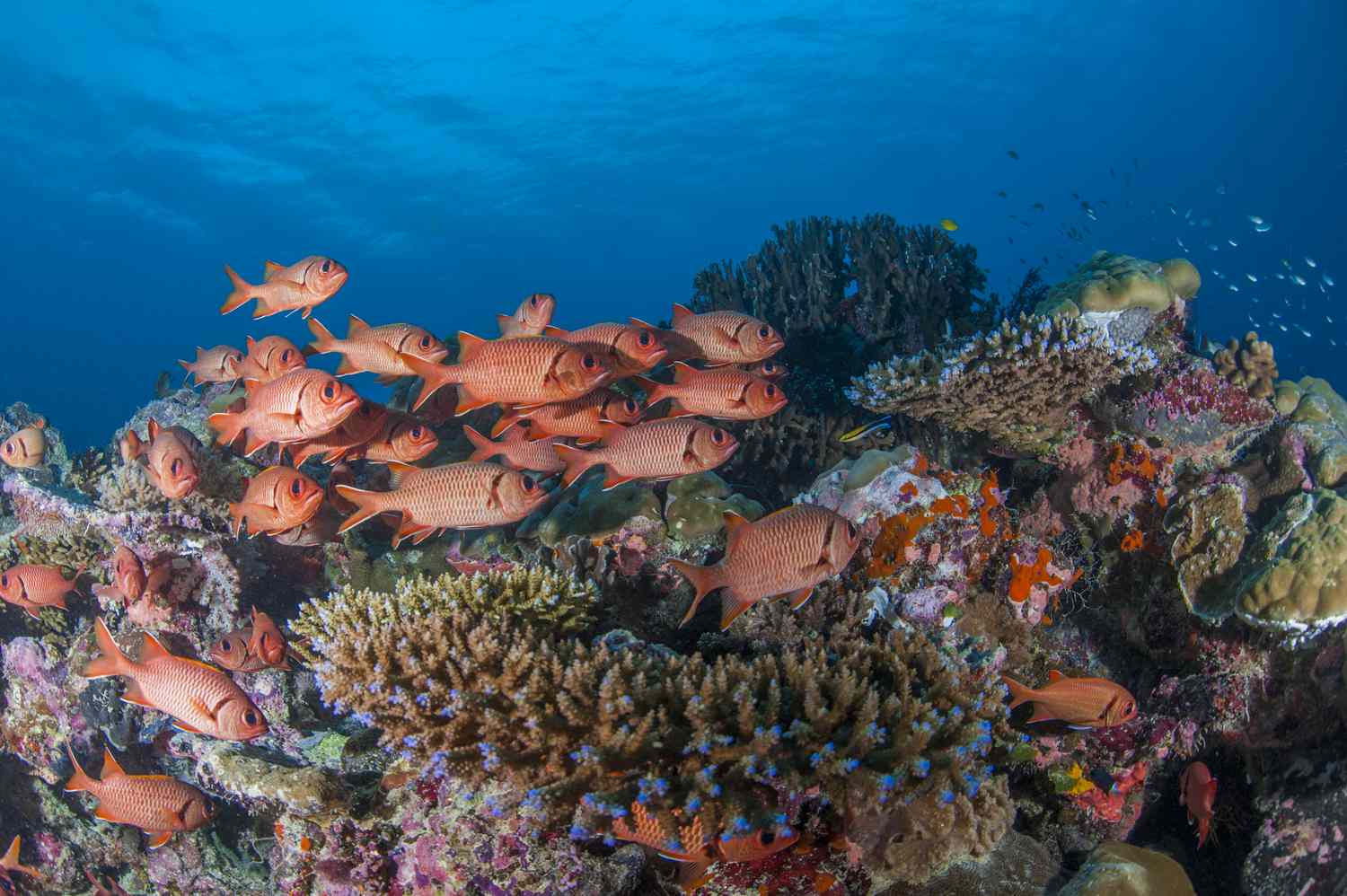 a school of orange squirrel fish on a colorful coral reef in Palau