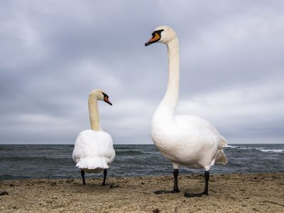Two Mute swans (Cygnus olor) wintering on Black Sea Coast, Varna, Bulgaria