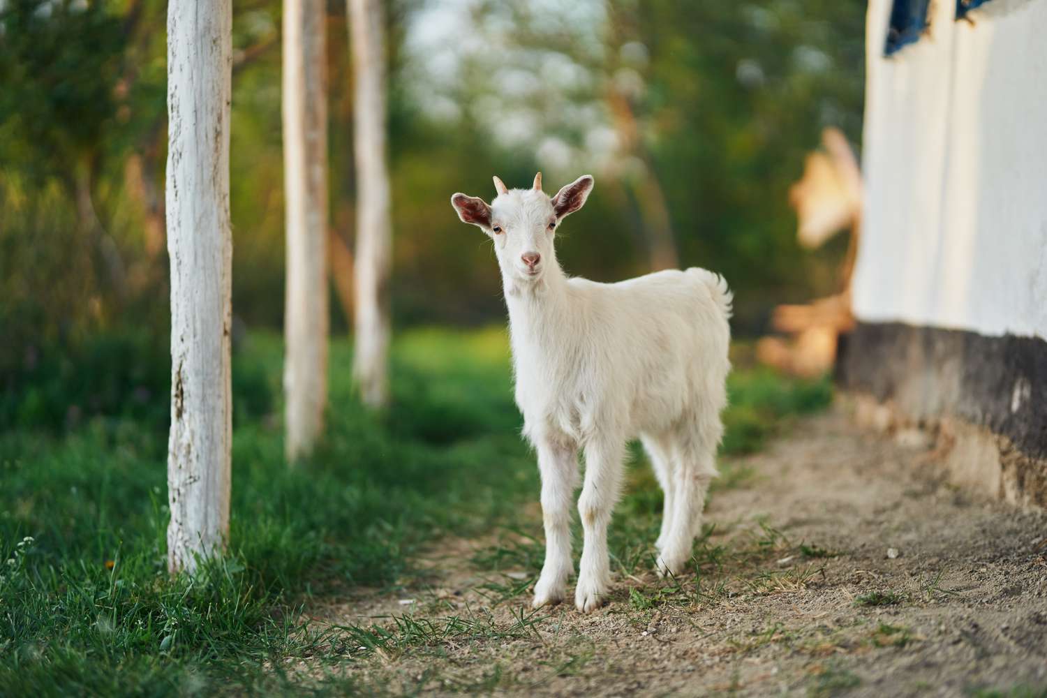 white small goat with tiny horns stands outside farm with grass