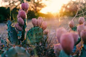 Prickly Pear Cactus Plant in Texas