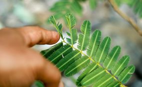 The sensitive plant (Mimosa pudica) responds to human touch.