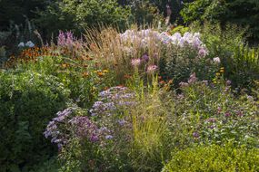 Mixed border in an English cottage garden in late August. Flowering perennials and annuals with a backdrop of shrubs and trees.
