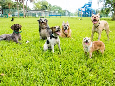 multiple mixed breed dogs smile while playing in grassy dog park