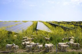 heep grazing mustard plants at a solar farm in the Netherlands