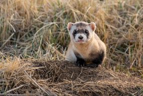 A federally endangered black-footed ferret in the wild
