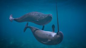 Only 15% of female narwhals have tusks