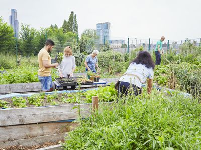 Volunteers working in a community garden