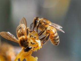 Close up of honey bees in Australia