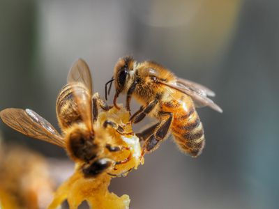 Close up of honey bees in Australia