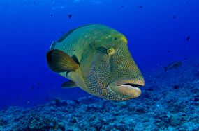 A colorful humphead wrasse in Micronesia
