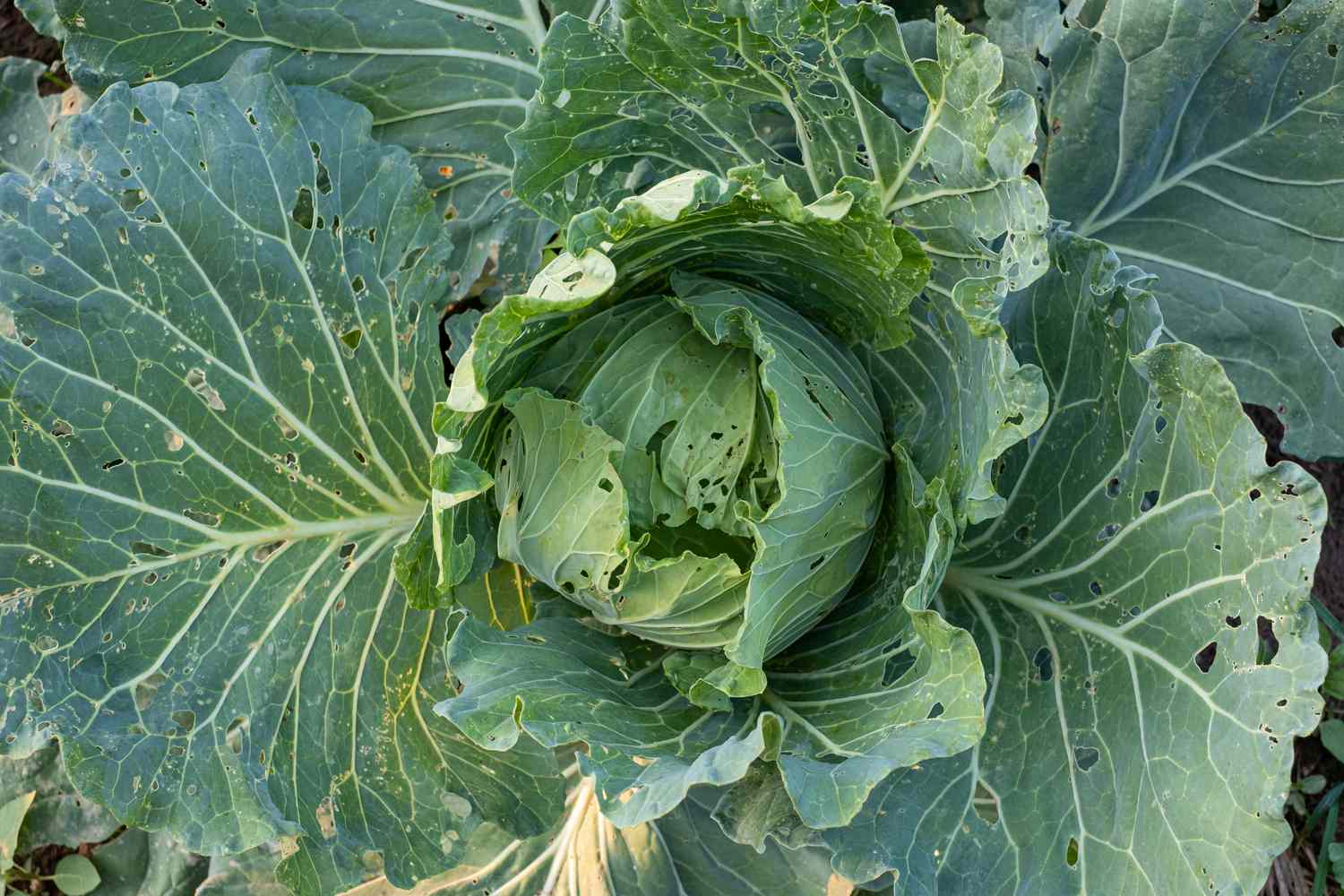whole head of green cabbage covered in holes eaten by caterpillars