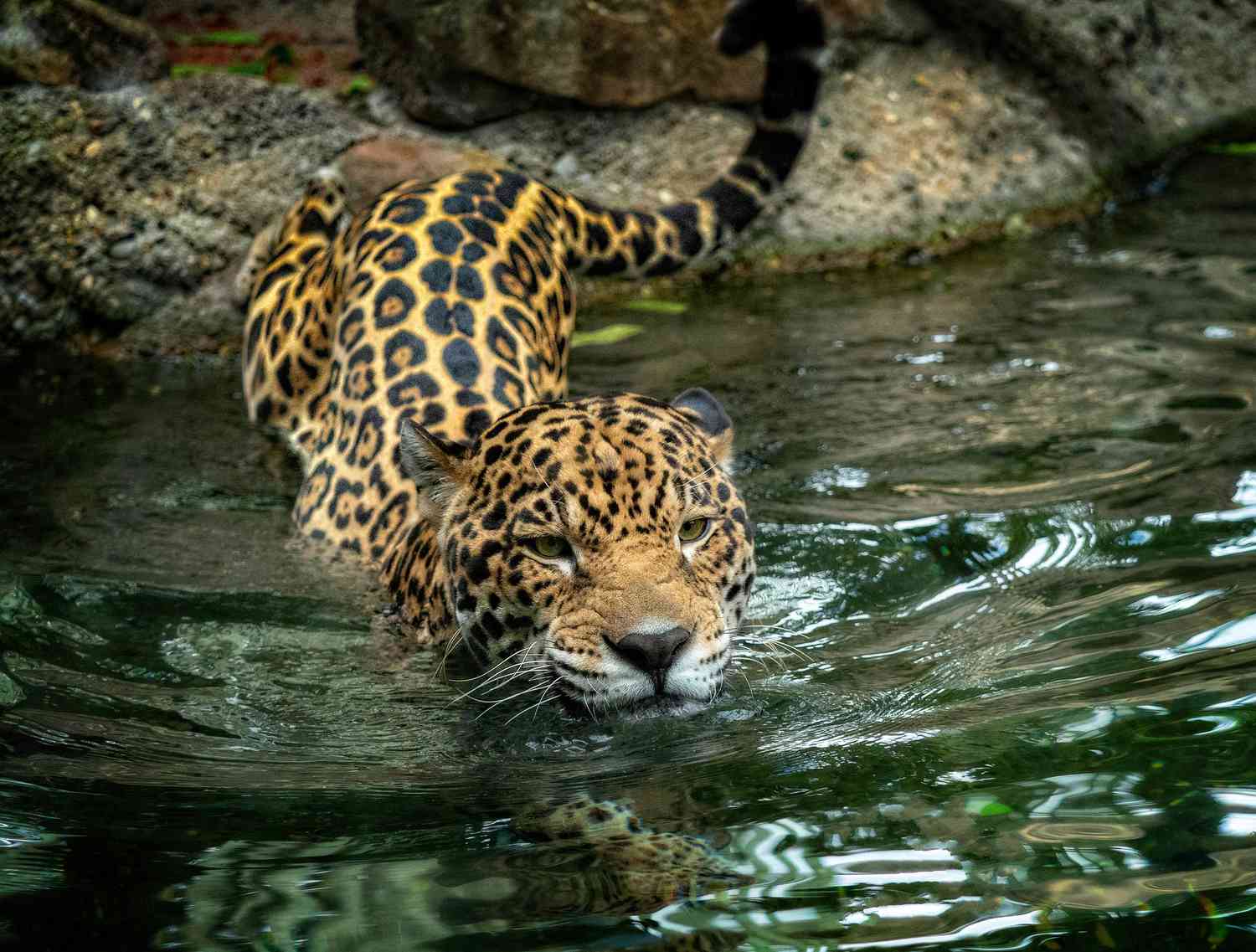 A jaguar going for a swim