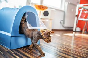 Domestic Cat Stepping Out of Closed Litter Box