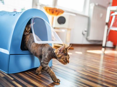 Domestic Cat Stepping Out of Closed Litter Box