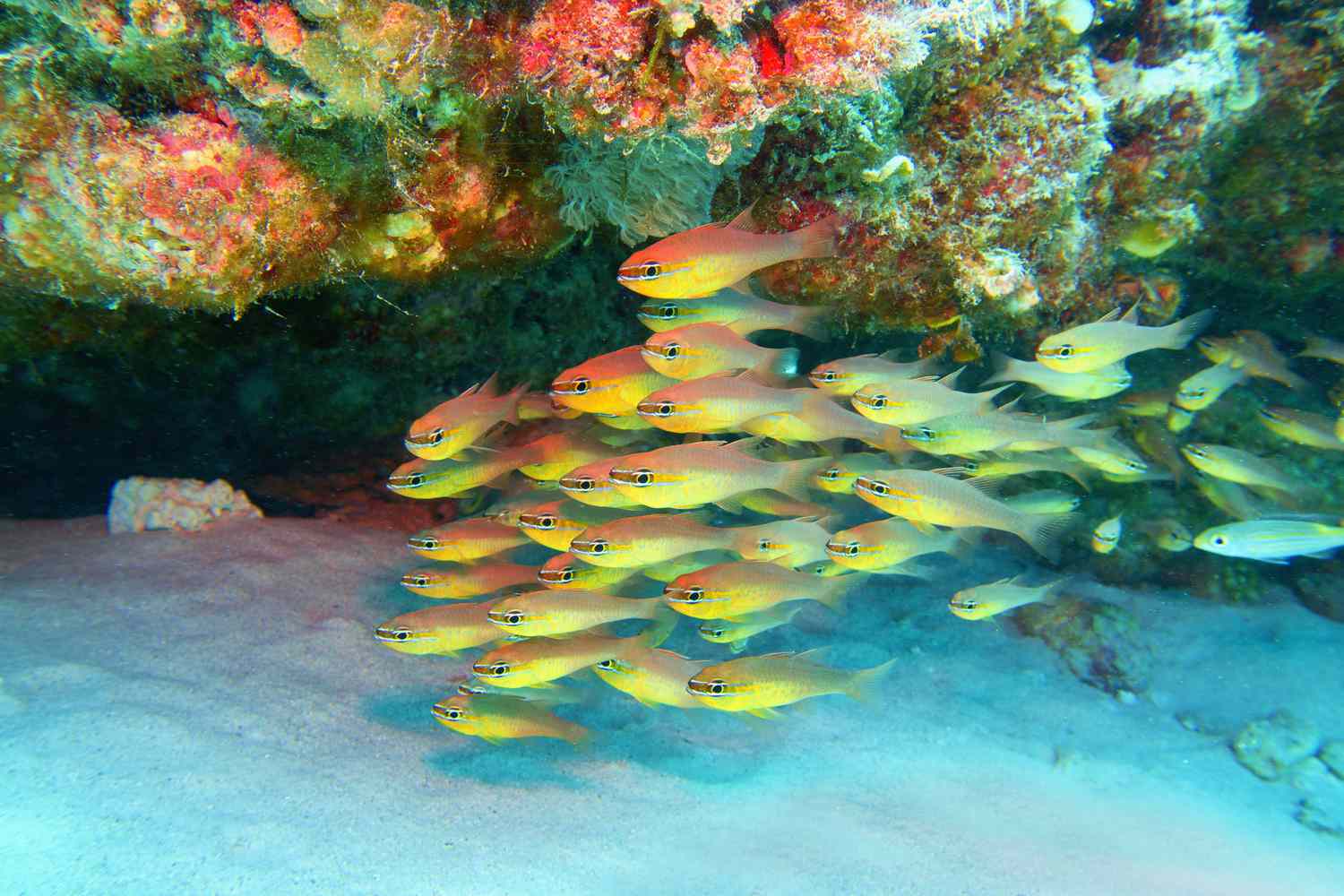 tropical coral reef on the white sandy ocean floor with a school of bright yellow Goldbelly Cardinalfish in Seychelles 