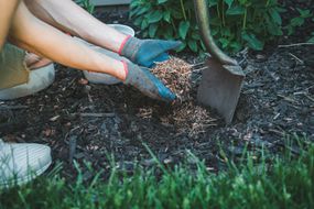 man crouches down in garden to add piles of wood mulch to open hole for moisture