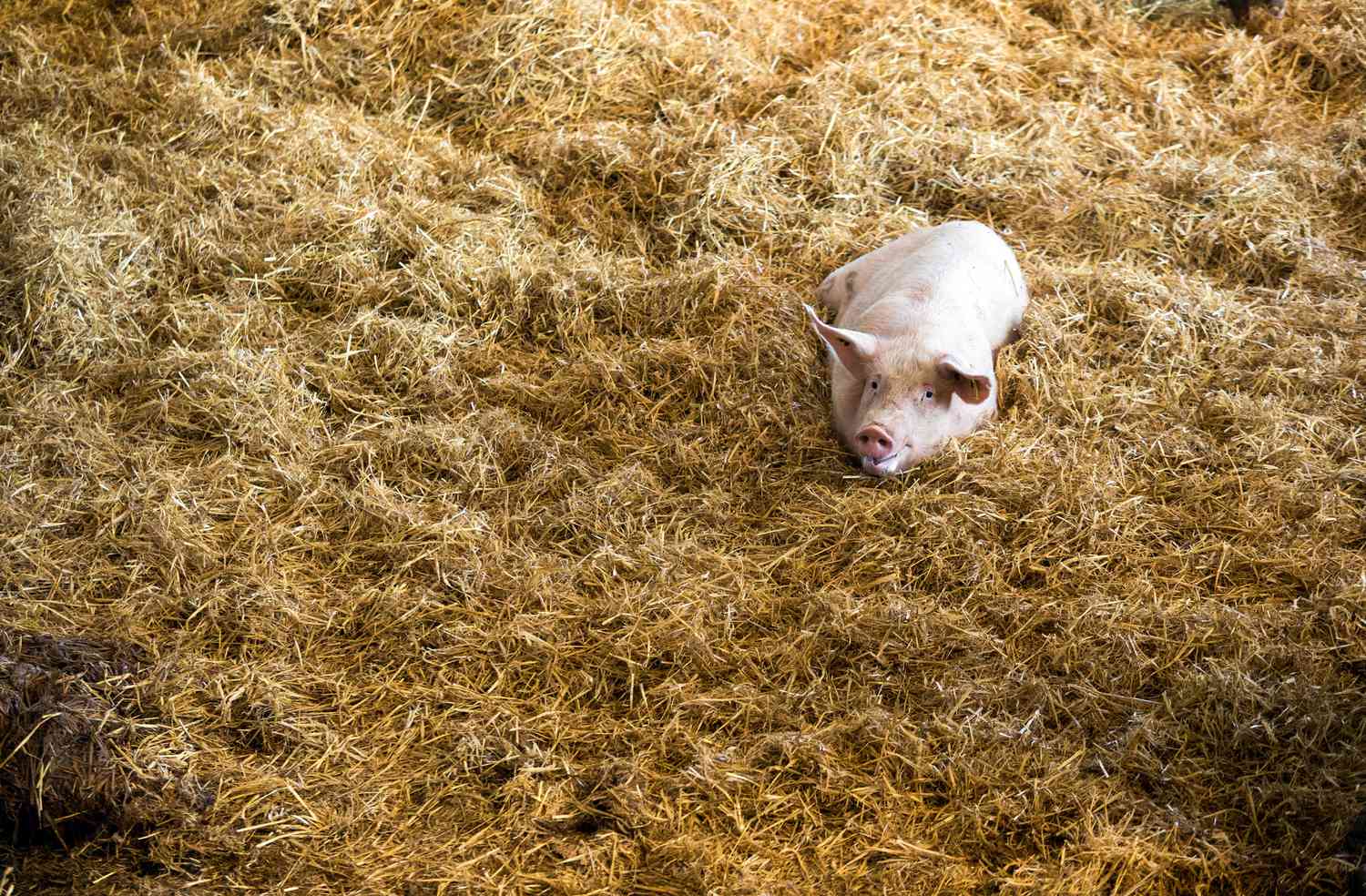 medium sized pink pig lays down in large pile of hay
