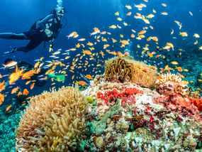 scuba diver with a school of bright orange fish on a vibrant coral reef filled with hard and soft coral