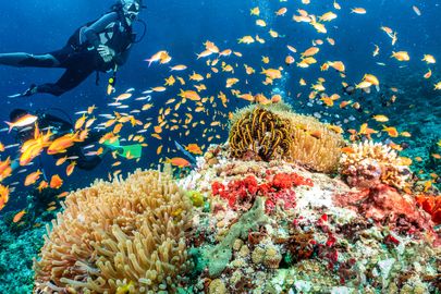 scuba diver with a school of bright orange fish on a vibrant coral reef filled with hard and soft coral