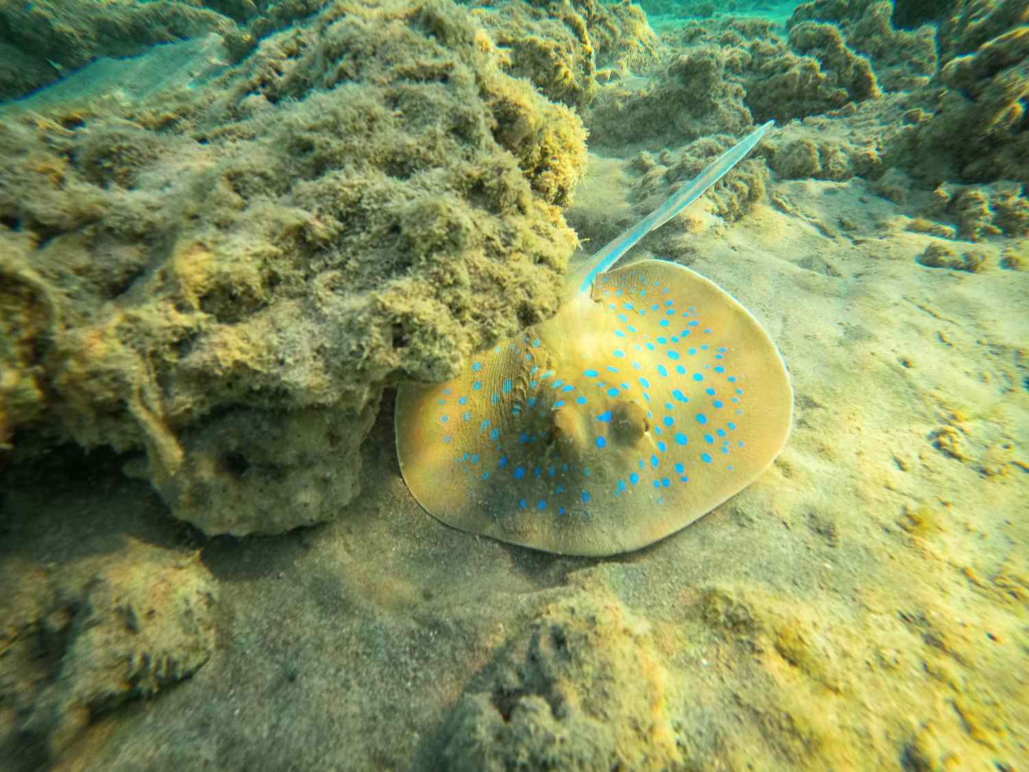 Bluespotted stingray on the ocean floor