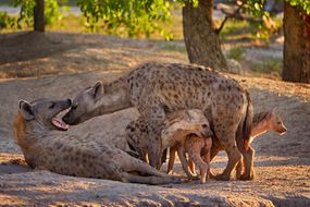 Hyena Family