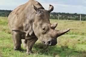 A northern white rhino in Kenya, Africa
