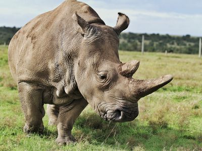 A northern white rhino in Kenya, Africa