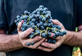 farmer man in navy shirt holds large pile of dark purple grapes in soil-covered hands