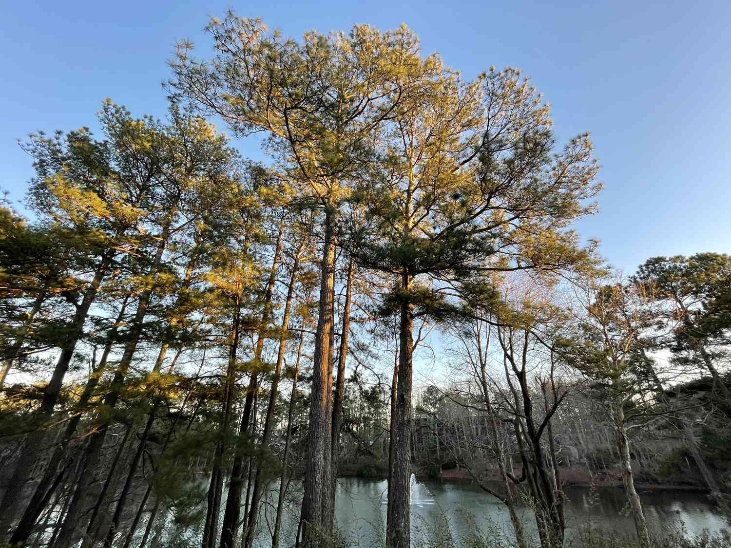 group of yellow loblolly pines circled around natural lake