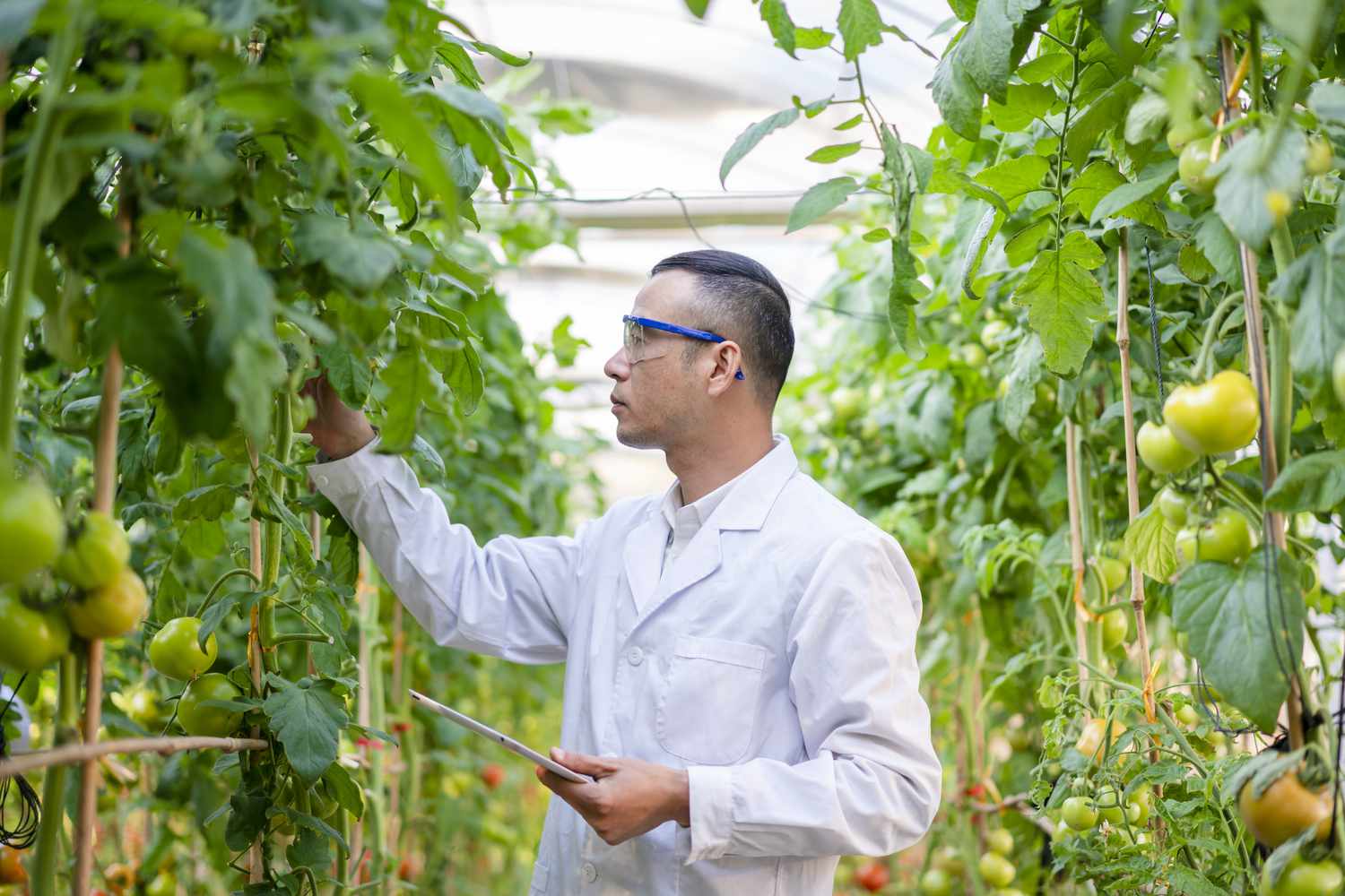 young male scientist inspects gmo tomatoes in greenhouse lab